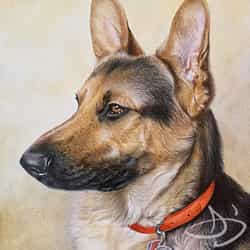 German Shepherd - Yogi -  dog portrait from Henrico, VA