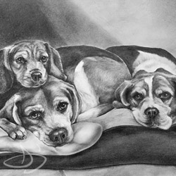  Beagle Dog Portrait Drawing