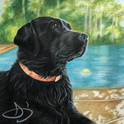 Dog Drawing of Scout from Georgia