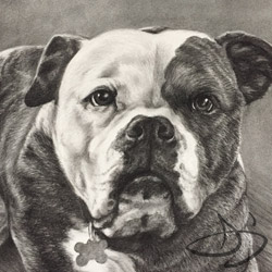 American Bulldog Portrait of Yoda