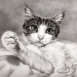 Cat portrait drawing of Kiki