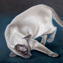 Cat Drawing of Wonton
