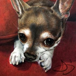 Chihuahua portrait Drawing from Texas
