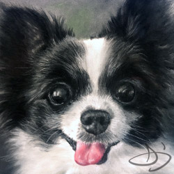 Long Hair Chihuahua - Cricket -  dog portrait from Pflugerville, TX