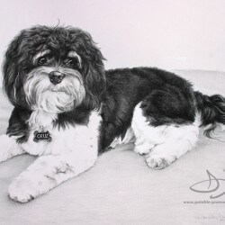 Beagle Dog Portrait in Pencil