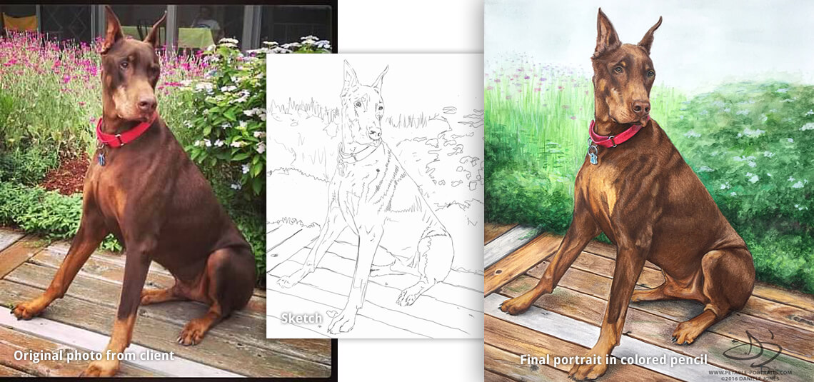 pet portrait drawing of a doberman pinscher