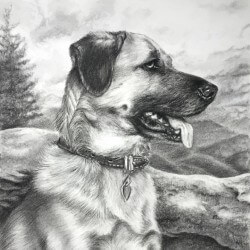 Dog Drawing in Charcoal