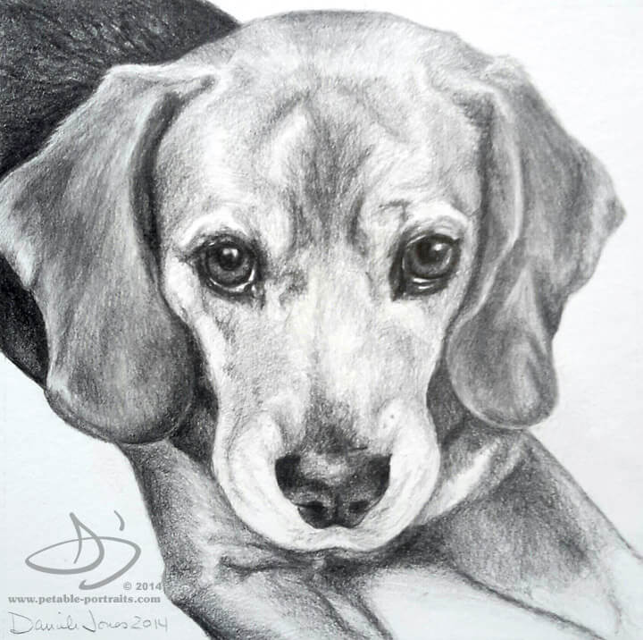 Dog Portraits | Dog Drawing Portraits Paintings, Charcoal and Pencil ...