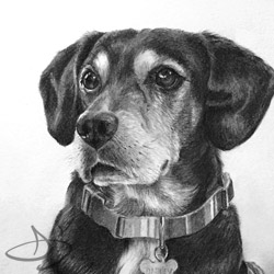 Dog Portrait from Washington, DC