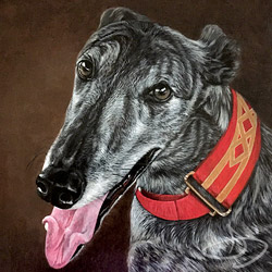 greyhound portrait from florida