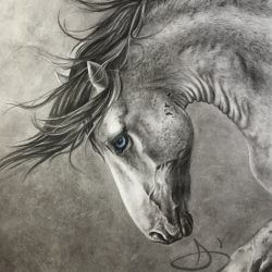 Nokota Horse Portrait