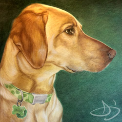 Labrador portrait from Kansas