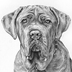 Neopolitan Mastiff portrait