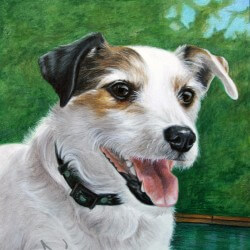Jack Russell Dog Portrait in Pencil