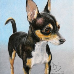 Chihuahua Dog Portrait in Pencil