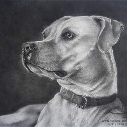 Pit Bull Dog Drawing Portrait