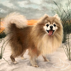 Pomeranian portrait from Florida