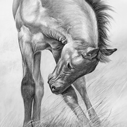 Nokota Pony Portrait