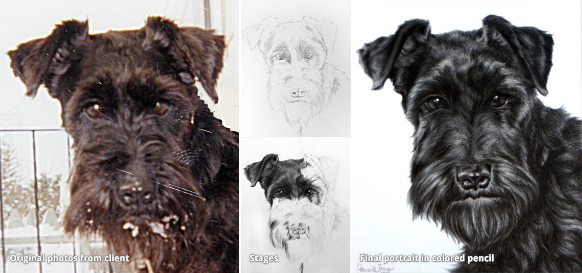 pet portrait drawing of a black dog miniature schnauzer