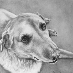 Dog Drawing Portrait