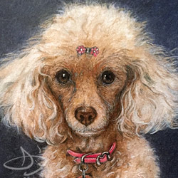 Tea Cup Poodle Colored Pencil Drawing