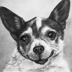 Chihuahua Drawing in Charcoal