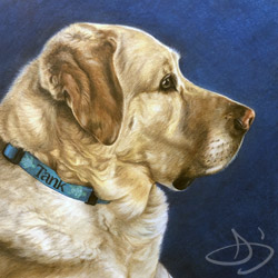 Yellow Labrador portrait from Virginia